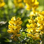 Wildflower, Butter Lupine