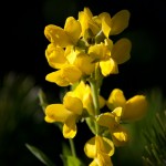 Wildflower, Butter Lupine