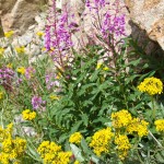 Wildflowers and granite.