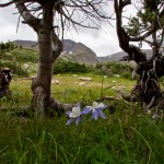 Colorado Columbine