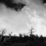 Bristlecone Pine