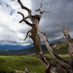 Bristlecone Pine, Loch Lomond