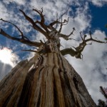 Bristlecone Pine