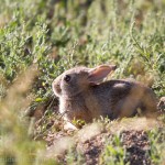 Cottontail Rabbit