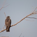 Swainson's Hawk, Broomfield Commons Open Space