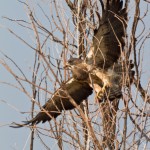 Swainson's Hawk, Broomfield Commons Open Space