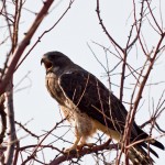 Swainson's Hawk, Broomfield Commons Open Space