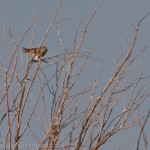 American Kestrel, Broomfield Commons Open Space