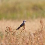 Western Kingbird, Broomfield Commons Open Space