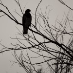 Swainson's Hawk, Broomfield Commons Open Space