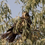 Swainson's Hawk, Broomfield Commons Open Space