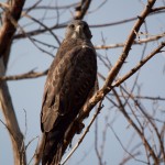 Swainson's Hawk, Broomfield Commons Open Space