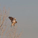 Red Tail Hawk landing on a naked Cottonwood.