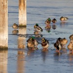 Mallards hanging out on the late autumn ice.