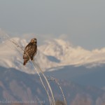 Red Tail Hawk.