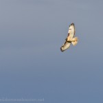 Red Tail Hawk soaring on the Front Range winds.