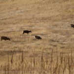 Mule Deer grazing at the Rocky Flats National Wildlife Refuge.