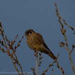 American Kestrel