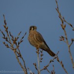 American Kestrel