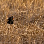 Red Wing Blackbird thinks it's too warm for December, must be spring!