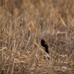 Red Wing Blackbird