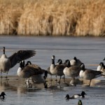 The Canadians have returned for the winter.