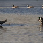 Mallard Ducks.