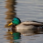 Mallard Drake up close and personal.