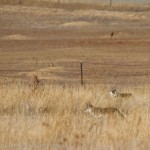 Two Coyotes in the Broomfield Commons open space.