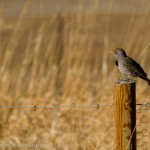 Northern Flicker perched on a post in the sun.
