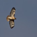 Red Tail Hawk