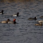 A few different ducks; Ring-Necked (top left), Redheads, and American Coots (top right)