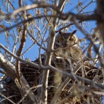 Great Horned Owl