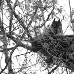 Great Horned Owl