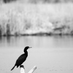 Another Double Crested Cormorant