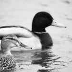 Mallard Ducks