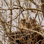 Great Horned Owl and chicks