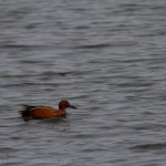 Cinnamon Teal Duck