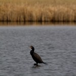 Double Crested Cormorant