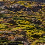 Alpine foliage has some of the most striking colors this time of year.