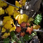 Changing leaves in the under growth.