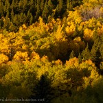 Of course I included a shot of Colorado Aspen Gold!