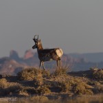 Pronghorn Antelope are plentiful here, this one didn't want to hang around long.