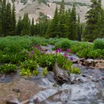 Parry Primrose, Marsh Marigold, and Mountain Bluebell enjoying the spring runoff.