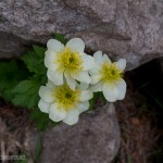 Globeflower