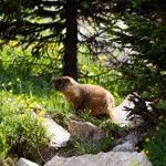 Yellow bellied Marmot