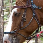 My horse for the day, Charger.