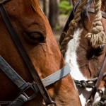 Jen's horse Georgia on the left, and Pablo on the right.