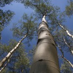 Aspens and a Colorado Blue sky.