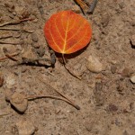 Early Aspen color, part two.